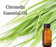 Citronella (Essential Oil)